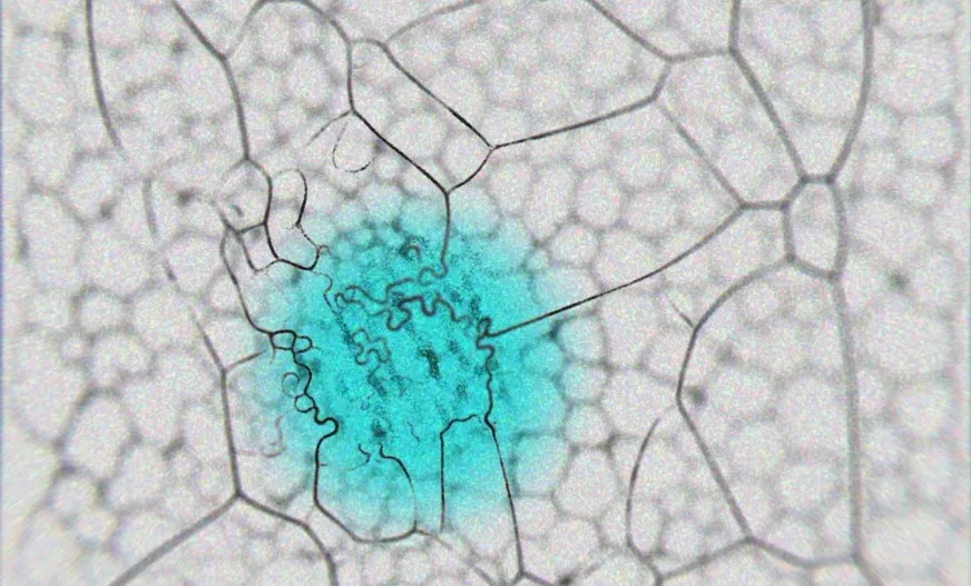 Discovering Physarum