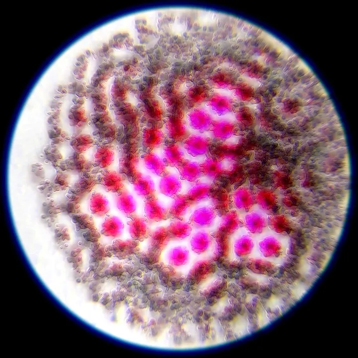 Short movie: In Figuro