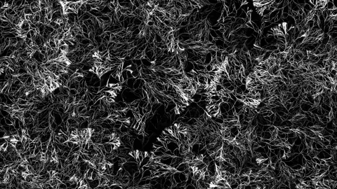 Dividing-Aggregating Walkers